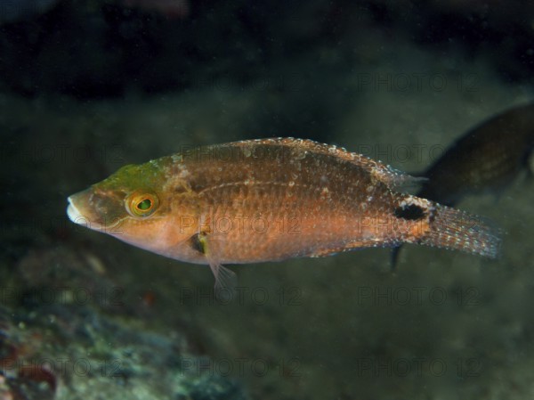 A brown-green Mediterranean wrasse (Symphodus mediterraneus) swims alone at depth above the seabed.