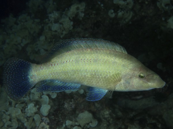 A yellowish fish with light blue fins, peacock wrasse (Symphodus tinca), swims through dark sea
