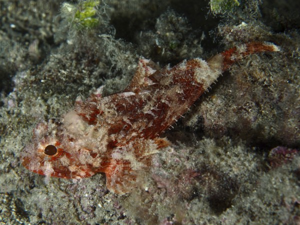 A reddish-brown fish, Mediterranean scorpionfish (Scorpaena scrofa), is well camouflaged on the