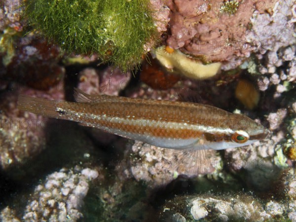 A colourful fish, Coris julis, swims near the seabed, surrounded by corals and algae. Dive site