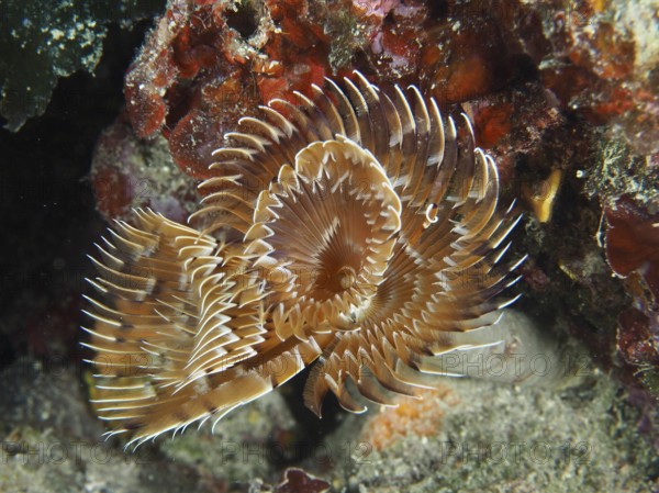 Brown feather worm with spiral tentacles, screw table (Sabella spallanzanii), in coral reef. Dive