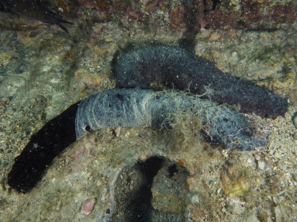 Two dark-coloured sea cucumbers, tubular sea cucumbers (Holothuria tubulosa) lie on the rocky
