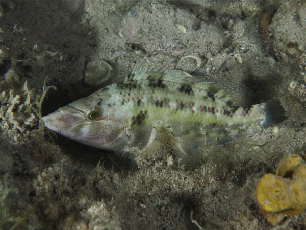 A camouflaged peacock wrasse (Symphodus tinca) lies on the sandy bottom and barely stands out from