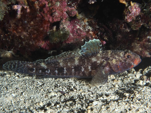 Fish with colourful fins, redmouth goby (Gobius cruentatus), resting near a reef wall. Dive site