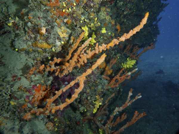 A strong contrast of colourful Mediterranean antler sponge (Axinella cannabina), antler sponge, and