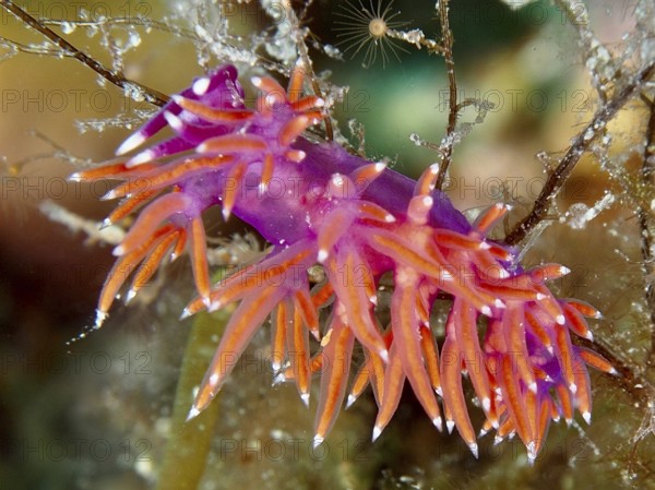 Edmundsella pedata (Edmundsella pedata) with bright orange appendages. Dive site Muzil, Stoja,