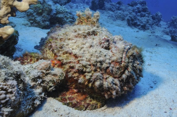 Underwater photo of camouflage behaviour mimesis of large stonefish (Synanceia verrucosa)