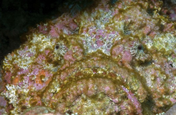 Underwater photo of camouflage behaviour Mimesis of large stonefish (Synanceia verrucosa)