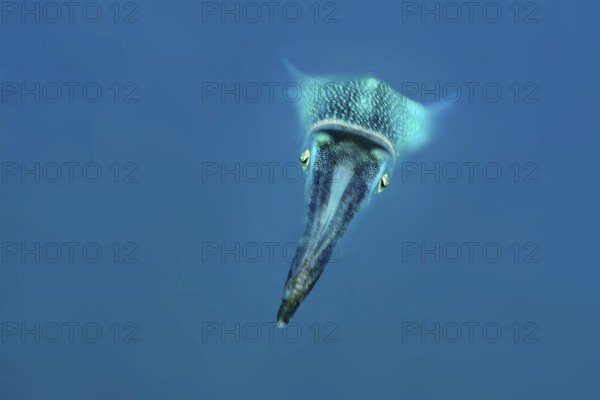Underwater photo close-up of large-fin reef squid (Sepioteuthis lessoniana) squid cephalopod