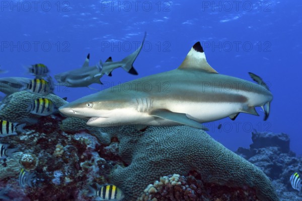 Underwater photo close-up of large adult blacktip reef shark (Carcharhinus melanopterus) blacktip