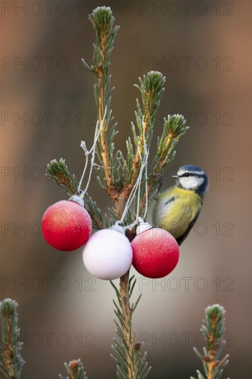 Blue tit (Cyanistes caeruleus) adult garden bird on a Christmas spruce tree in winter, England,