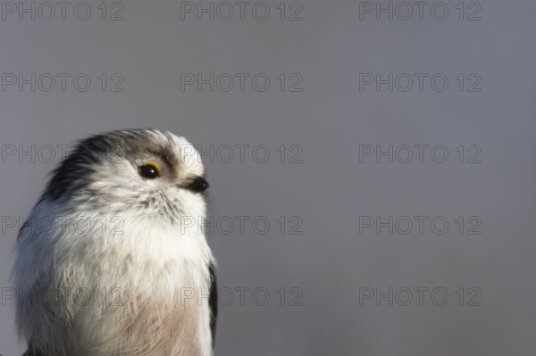 Long tailed tit (Aegithalos caudatus) adult garden bird head portrait, Suffolk, England, United