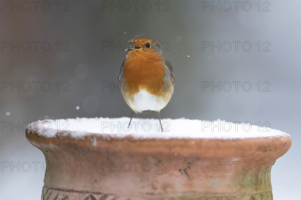European robin (Erithacus rubecula) adult garden bird singing on snow covered flower pot in winter,