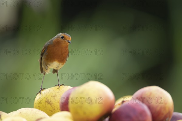 European robin (Erithacus rubecula) adult garden bird on a pile of apples fruit in autumn, Suffolk,