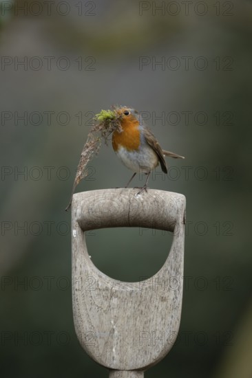 European robin (Erithacus rubecula) adult garden bird on a fork handle with nest material in its