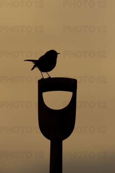 European robin (Erithacus rubecula) adult garden bird on a fork handle silhouette at sunrise in