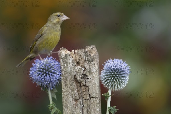 European greenfinch (Chloris chloris) adult bird on a garden fence post with Globe thistle flowers