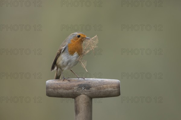 European robin (Erithacus rubecula) adult garden bird on a fork handle with a leaf for nest