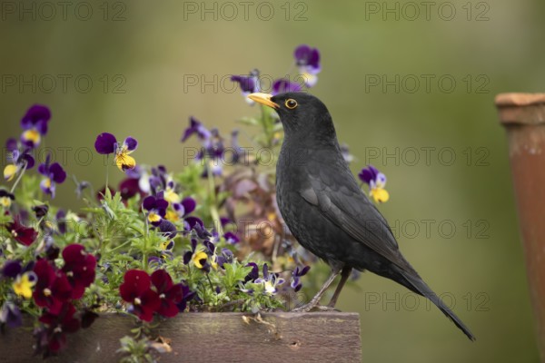 Eurasian blackbird (Turdus merula) adult male garden bird on a plant pot with pansy and viola