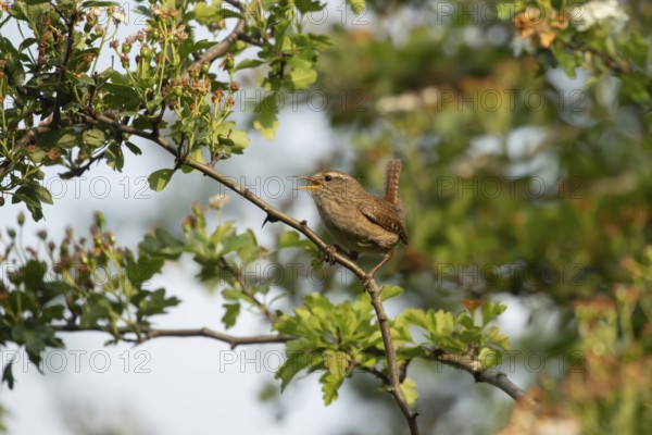 Eurasian wren (Troglodytes troglodytes) adult garden bird singing in a Hawthorn tree in summer,