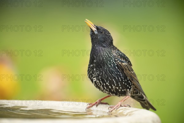 Common starling (Sturnus vulgaris) adult bird drinking water from a garden bird bath in spring,