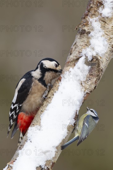 Great spotted woodpecker (Dendrocopos major) and Blue tit (Cyanistes caeruleus) adult garden birds