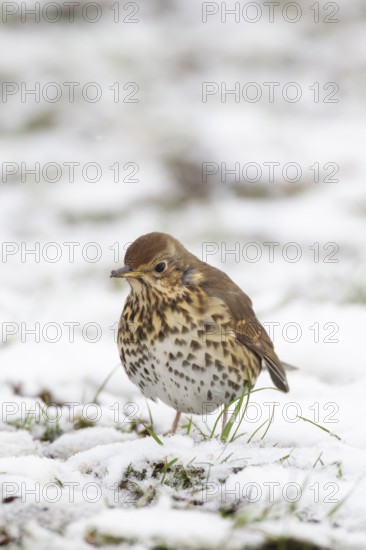 Song thrush (Turdus philomelos) adult bird in a snow covered garden in winter, England, United
