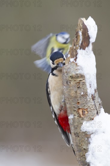 Great spotted woodpecker (Dendrocopos major) adult bird feeding on a snow covered tree stump with a