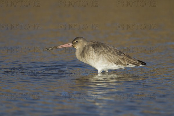Black tailed godwit (Limosa limosa) adult wader bird in winter plumage feeding in a shallow lagoon,