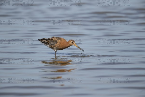 Black tailed godwit (Limosa limosa) adult wader bird in summer plumage feeding in a shallow lagoon,