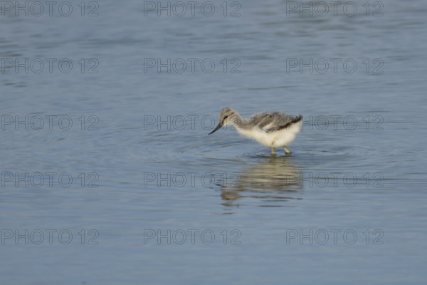 Pied avocet (Recurvirostra avosetta) juvenile baby bird feeding in a shallow lagoon in summer, RSPB