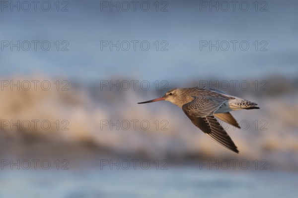 Bar tailed godwit (Limosa lapponica) adult wading bird in winter plumage in flight, RSPB Titchwell