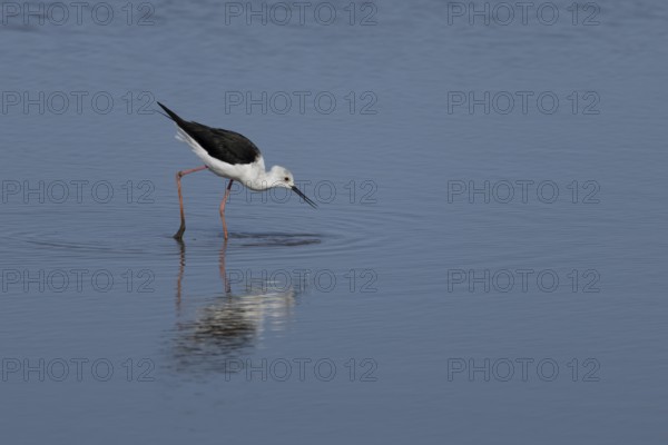 Black winged stilt (Himantopus himantopus) adult wader bird feeding in a shallow a lagoon, RSPB