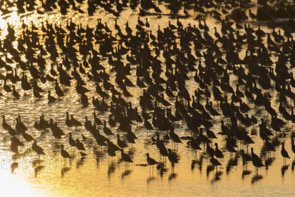 Black tailed godwit (Limosa limosa) adult wading birds flocked together at hide tide in a shallow