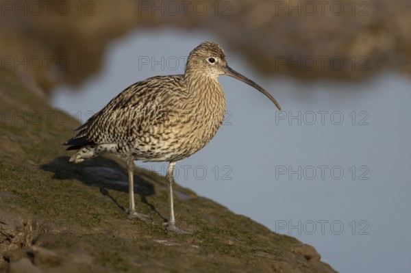 Eurasian curlew (Numenius arquata) adult bird on a mudflat, RSPB Titchwell nature reserve, Norfolk,