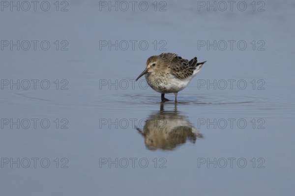 Dunlin (Calidris alpina) adult wader bird in a shallow lagoon, RSPB Titchwell nature reserve,