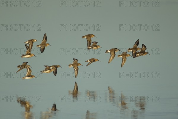 Dunlin (Calidris alpina) adult wader birds flying in a flock over a lagoon, RSPB Titchwell nature