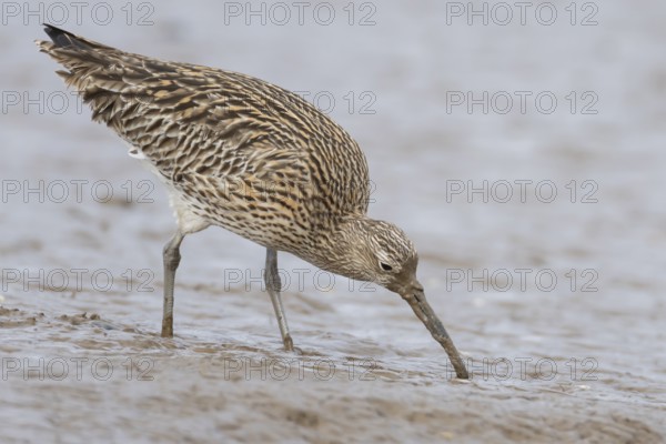 Eurasian curlew (Numenius arquata) adult wader bird feeding on a mudflat, Norfolk, England, United