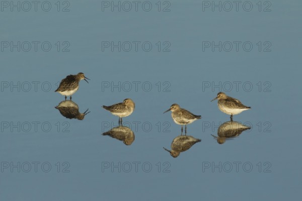 Dunlin (Calidris alpina) four adult wader birds in a shallow lagoon, RSPB Titchwell nature reserve,