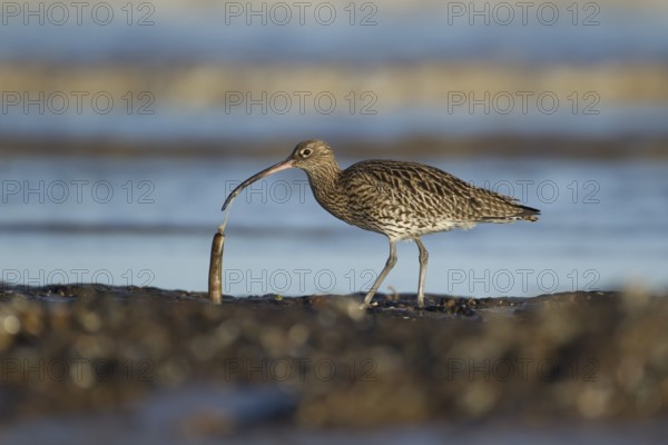 Eurasian curlew (Numenius arquata) adult wader bird feeding on a razorshell on a coastline, RSPB