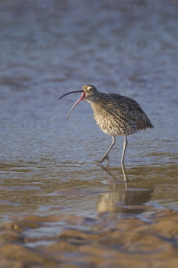 Eurasian curlew (Numenius arquata) adult bird calling in a coastal lagoon, Norfolk, England, United