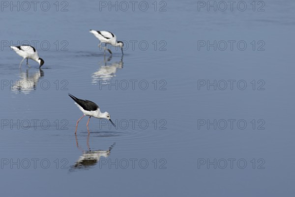 Black winged stilt (Himantopus himantopus) and two Avocet (Recurvirostra avosetta) adult wader