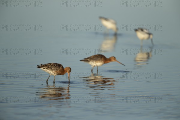 Black tailed godwit (Limosa limosa) two adult male wader birds feeding in a shallow lagoon, RSPB