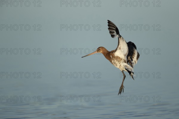 Black tailed godwit (Limosa limosa) adult wader bird coming into land on a shallow lagoon, RSPB