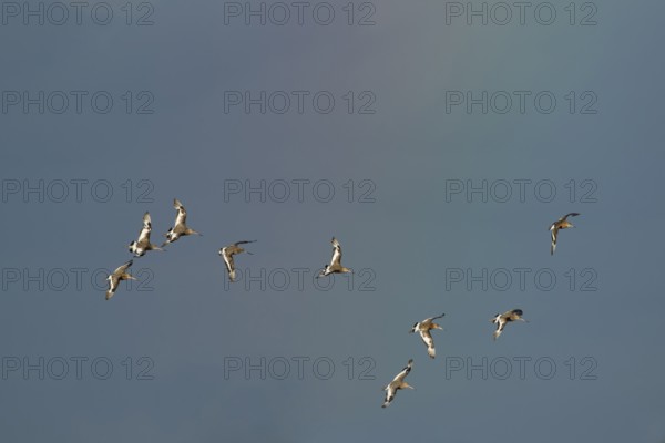 Black tailed godwit (Limosa limosa) adult wader birds in flight with a faint rainbow in the