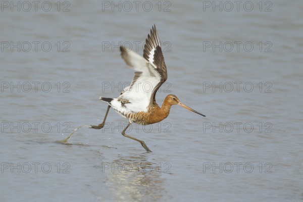 Black tailed godwit (Limosa limosa) adult wader bird in summer plumage in a shallow lagoon, RSPB