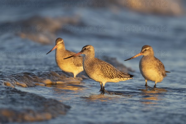 Bar tailed godwit (Limosa lapponica) three adult wading birds in winter plumage in the surf of the