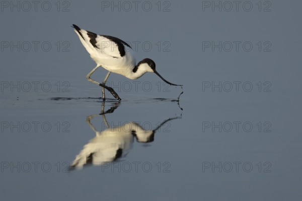 Pied avocet (Recurvirostra avosetta) adult wading bird feeding in a shallow lagoon in summer, RSPB