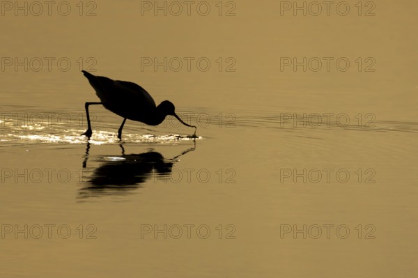 Pied avocet (Recurvirostra avosetta) adult wading bird feeding in a shallow lagoon silhouette at