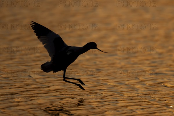 Pied avocet (Recurvirostra avosetta) adult wading bird in flight landing in a lagoon silhouette at